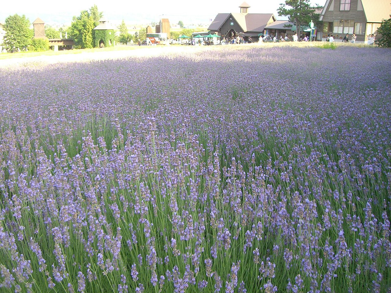 Farm Tomita lavender fields